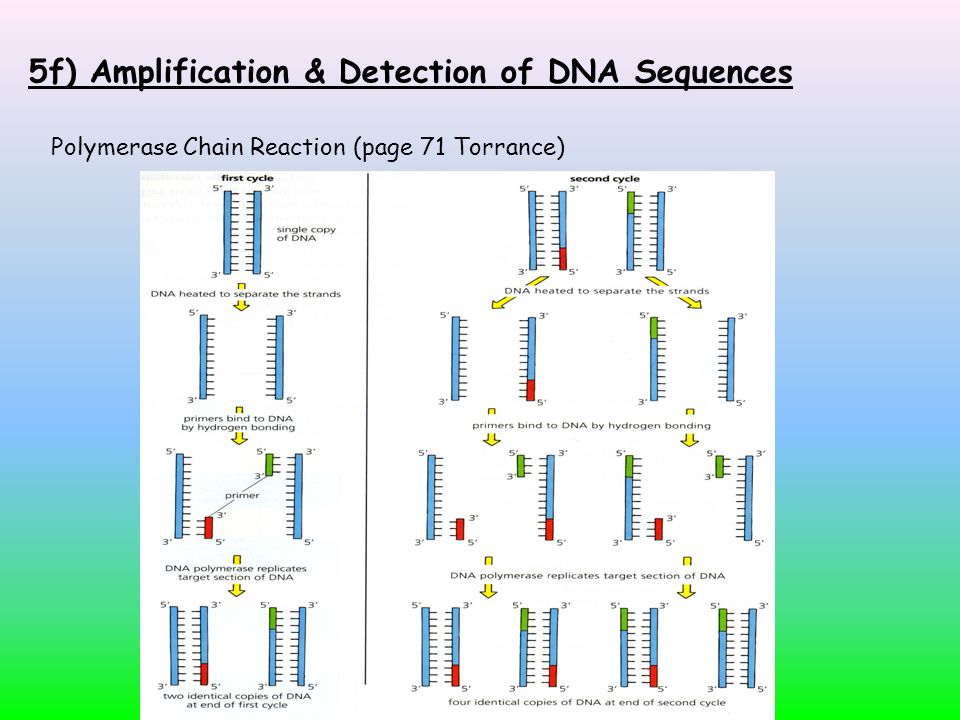 5f) detection of dna sequences detection of dna sequences