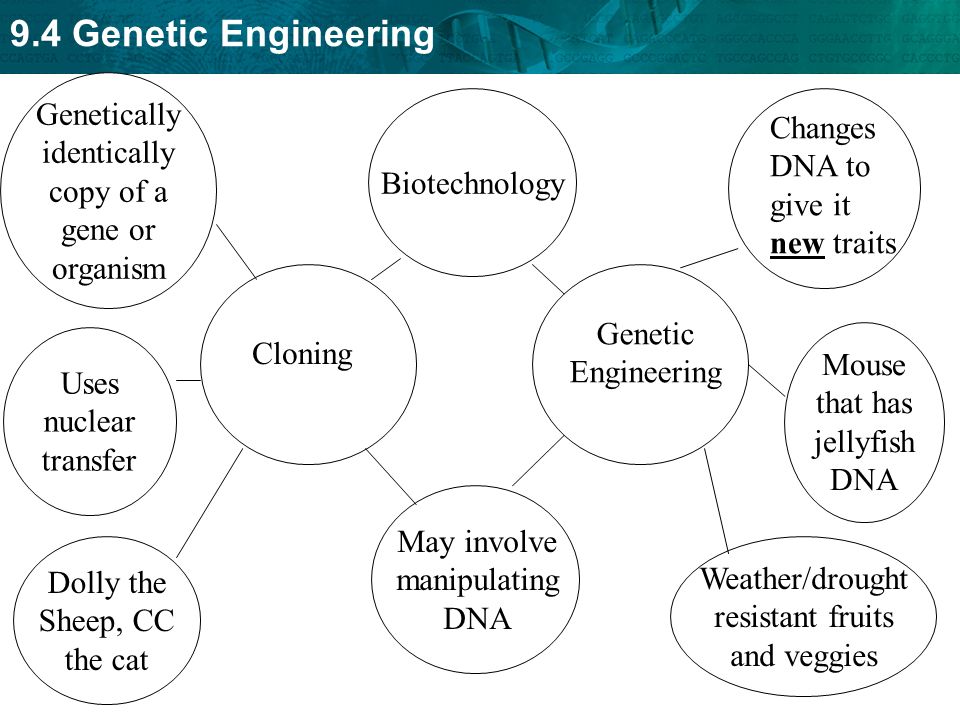 food cloning essay Advantages and disadvantages of cloning genetic cloning is the process of picking a choosing desired genes from dna in list of pros and cons of food. food cloning essay Advantages and disadvantages of cloning genetic cloning is the process of picking a choosing desired genes from dna in list of pros and cons of food.