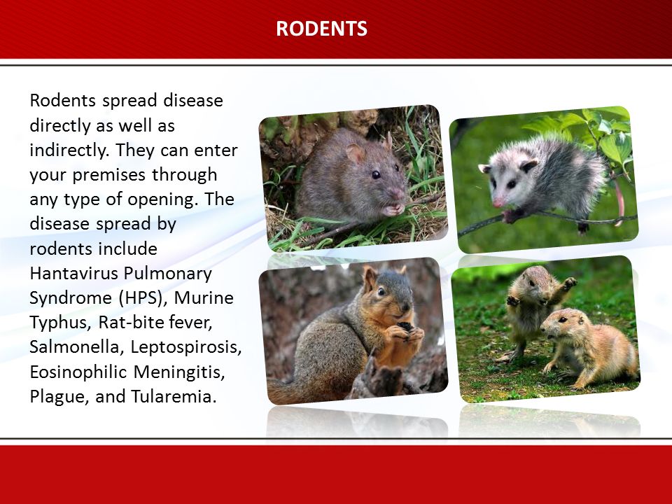 RODENTS Rodents spread disease directly as well as indirectly.