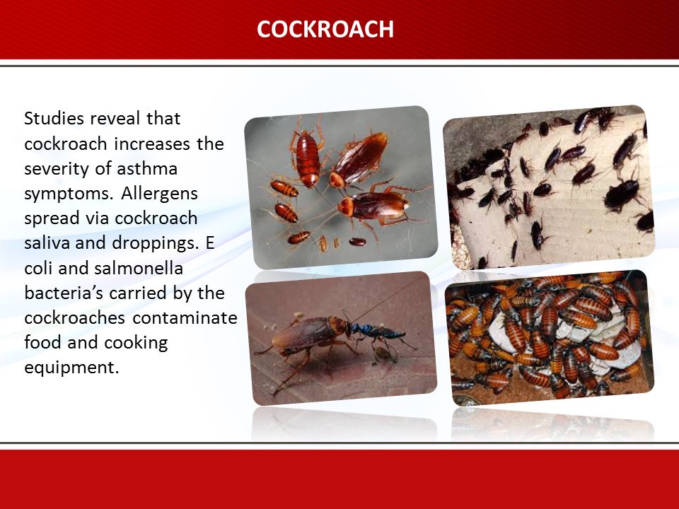 COCKROACH Studies reveal that cockroach increases the severity of asthma symptoms.