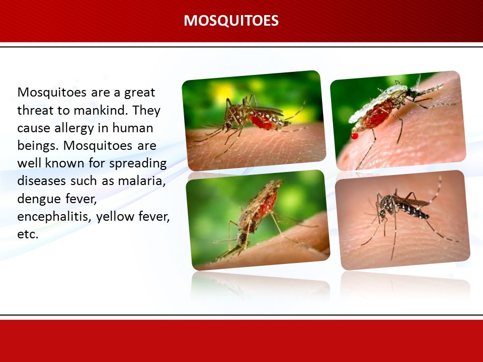 MOSQUITOES Mosquitoes are a great threat to mankind.