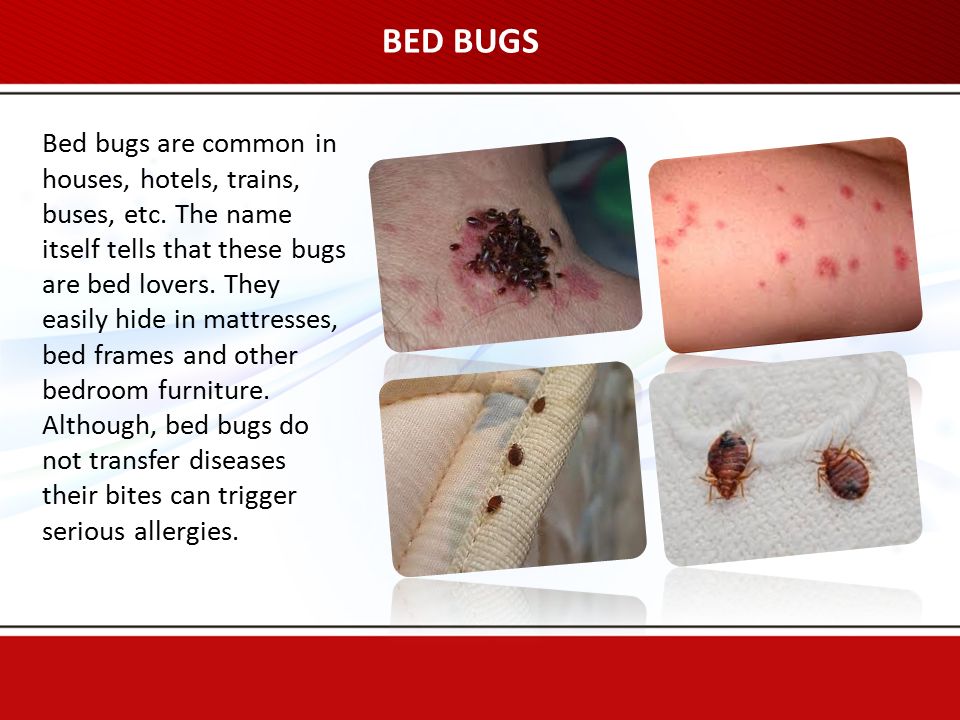 BED BUGS Bed bugs are common in houses, hotels, trains, buses, etc.