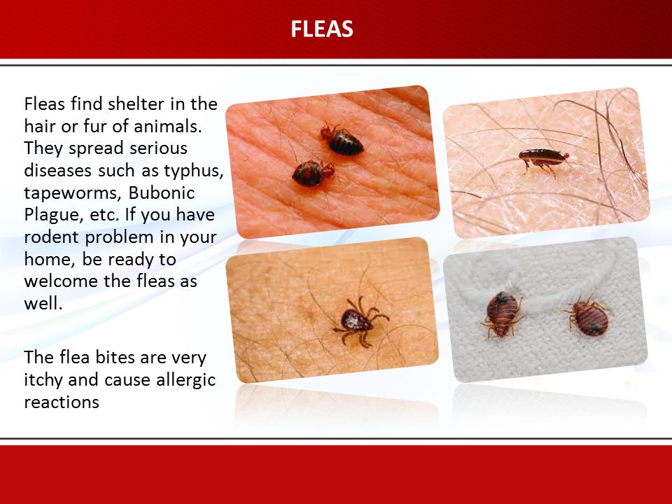 FLEAS Fleas find shelter in the hair or fur of animals.