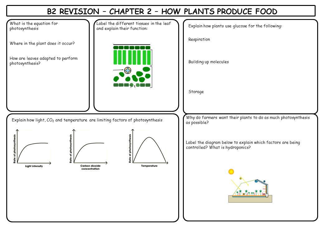 Key Words Sketch And Label A Plant An Animal Cell What Do Label The Diffe Tissues In Leaf And Explain Their Function What Is Equation