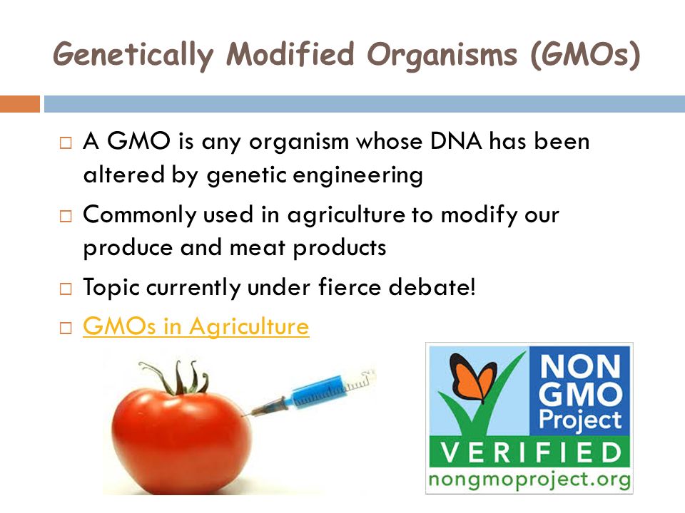the basic steps in creating a genetically modified organism gmo Genetically modified organisms this article from the washington post talks about a recent project working on creating how are organisms genetically modified. the basic steps in creating a genetically modified organism gmo Genetically modified organisms this article from the washington post talks about a recent project working on creating how are organisms genetically modified.