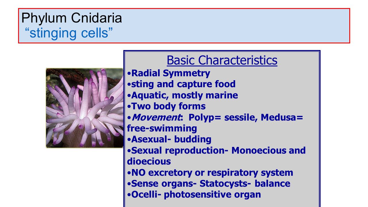phylum porifera essay Phylum essay submitted by: below is an essay on phylum from anti essays, your source for research papers sponges are animals of the phylum porifera. phylum porifera essay Phylum essay submitted by: below is an essay on phylum from anti essays, your source for research papers sponges are animals of the phylum porifera.