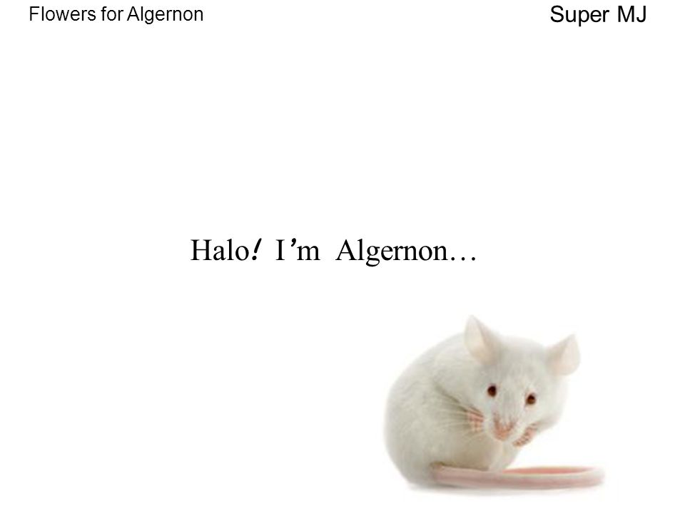 flowers for algernon and charly essay flowers for algernon and charly essay