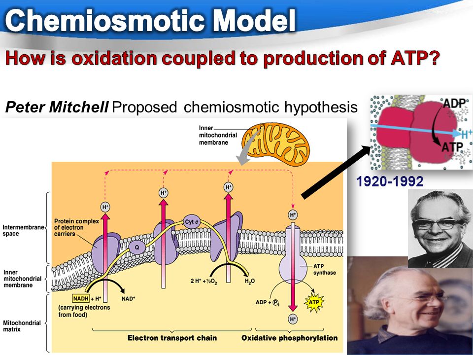 chemiosmotic theory