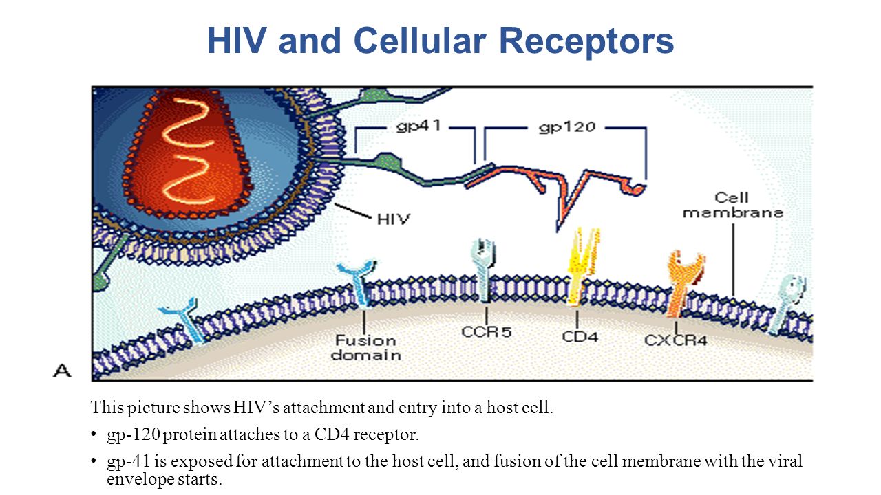 an overview of the immunology of aids Overview of immunodeficiency immunodeficiency disorders impair the immune system’s ability to defend the body against foreign or abnormal cells (aids), the. an overview of the immunology of aids Overview of immunodeficiency immunodeficiency disorders impair the immune system’s ability to defend the body against foreign or abnormal cells (aids), the.