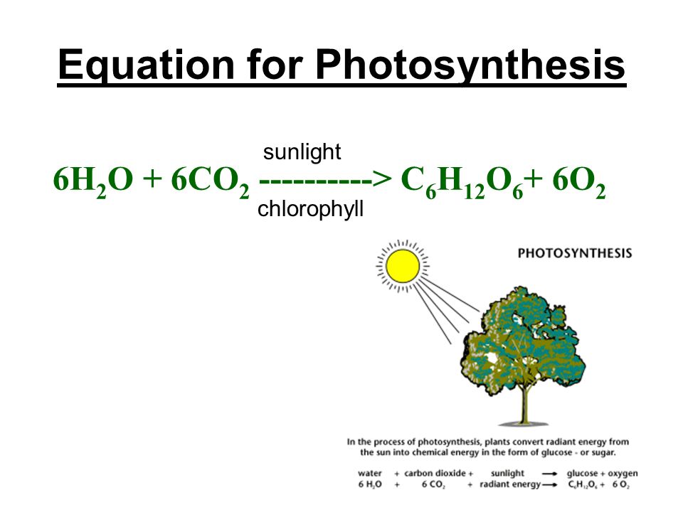 the equation for photosynthesis Here is the equation for photosynthesis: carbon dioxide + water (+ light energy) → glucose + oxygen 'light energy' is shown in brackets because it is not a substance you will also see the equation written like this: plants absorb water through their roots, and carbon dioxide through their leaves. the equation for photosynthesis Here is the equation for photosynthesis: carbon dioxide + water (+ light energy) → glucose + oxygen 'light energy' is shown in brackets because it is not a substance you will also see the equation written like this: plants absorb water through their roots, and carbon dioxide through their leaves.