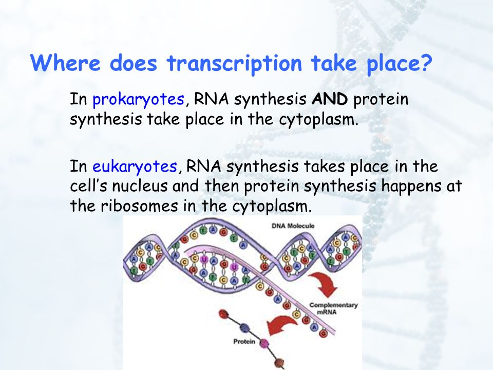 protein synthesis takes place in protein synthesis takes place in