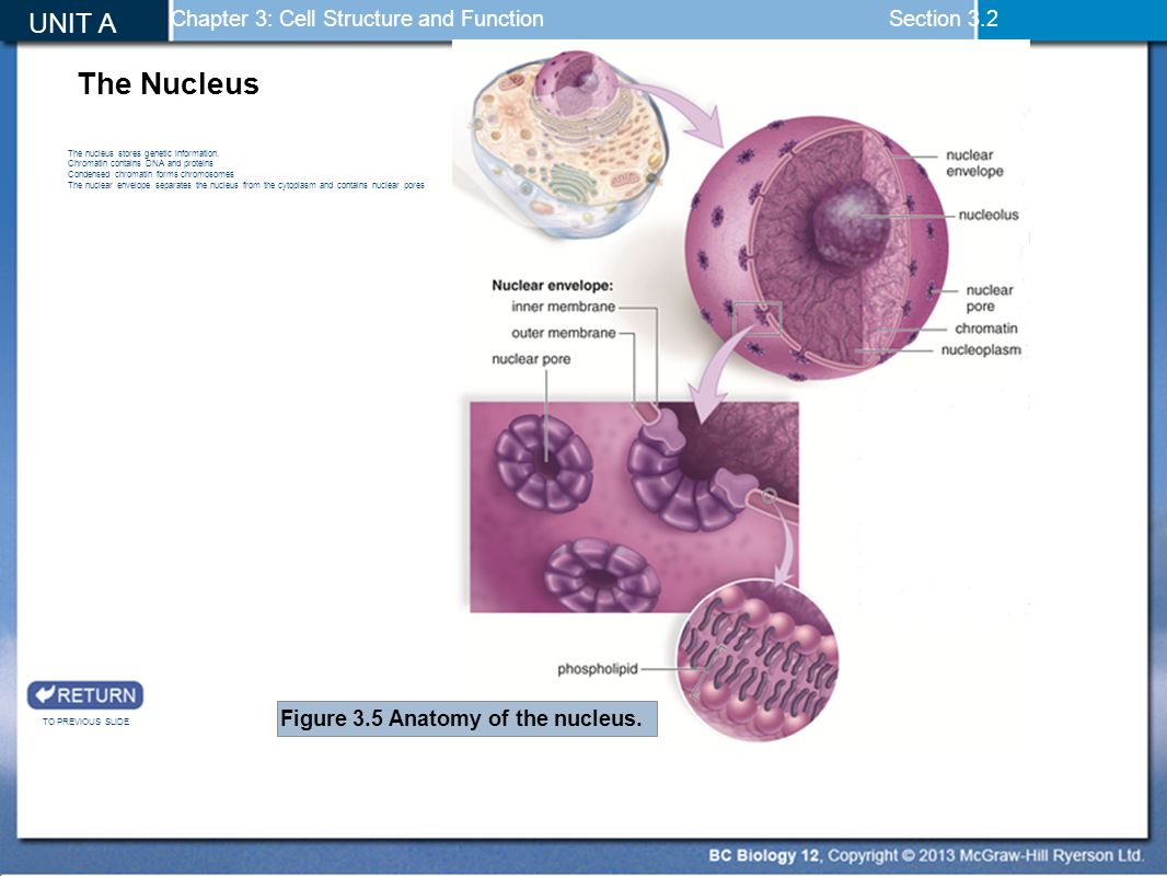 biology chapter 1 2 3 Name: _____ class: _____ date: _____ id: b 1 biology chapter 3 test multiple choice identify the choice that best completes the statement or answers the question. biology chapter 1 2 3 Name: _____ class: _____ date: _____ id: b 1 biology chapter 3 test multiple choice identify the choice that best completes the statement or answers the question.