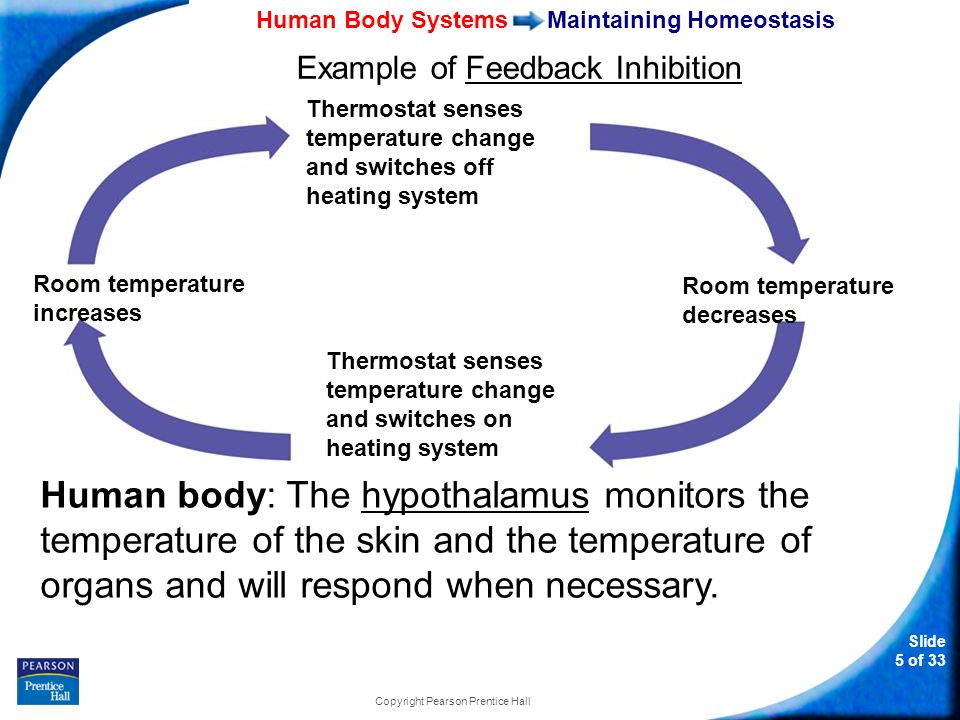 why cant the feedback system maintain homeostasis with hypertension Learn how organisms maintain homeostasis and returning the whole system to homeostasis diabetes happens when a person's pancreas can't make enough. why cant the feedback system maintain homeostasis with hypertension Learn how organisms maintain homeostasis and returning the whole system to homeostasis diabetes happens when a person's pancreas can't make enough.