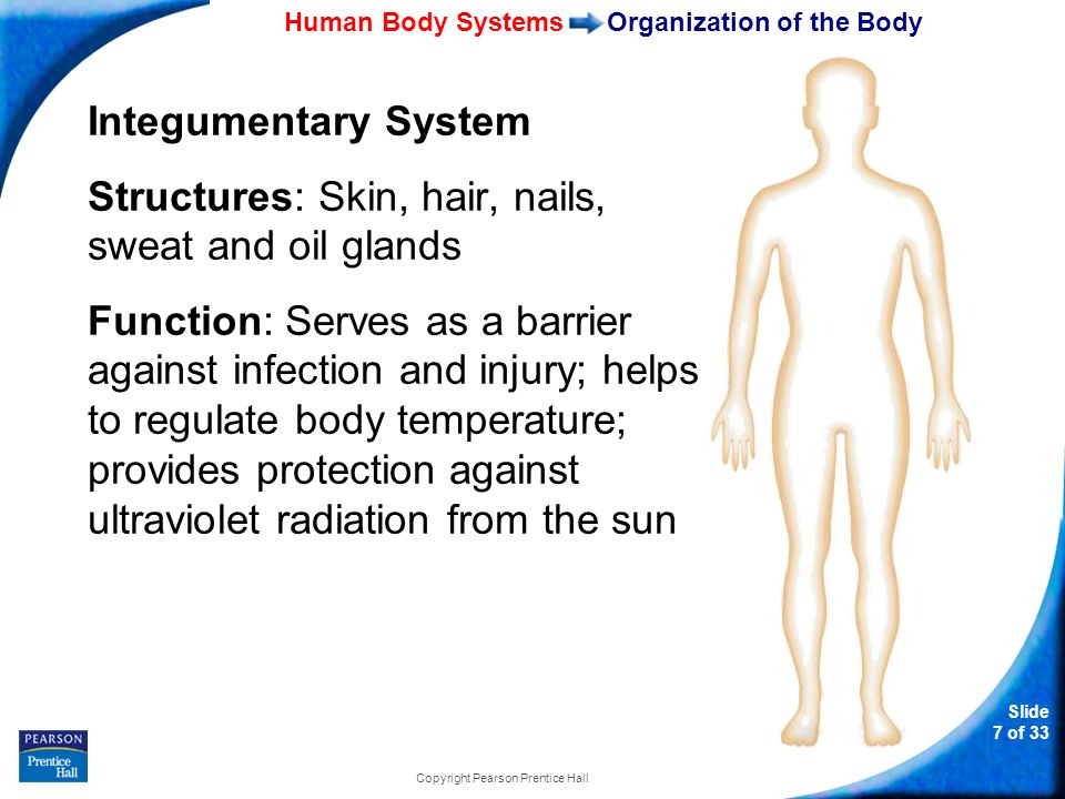 brief human body system run through Topic 14 how do systems work together in the human body gases and nutrients through the body t he respiratory system carries oxygen to and removes carbon dioxide. brief human body system run through Topic 14 how do systems work together in the human body gases and nutrients through the body t he respiratory system carries oxygen to and removes carbon dioxide.