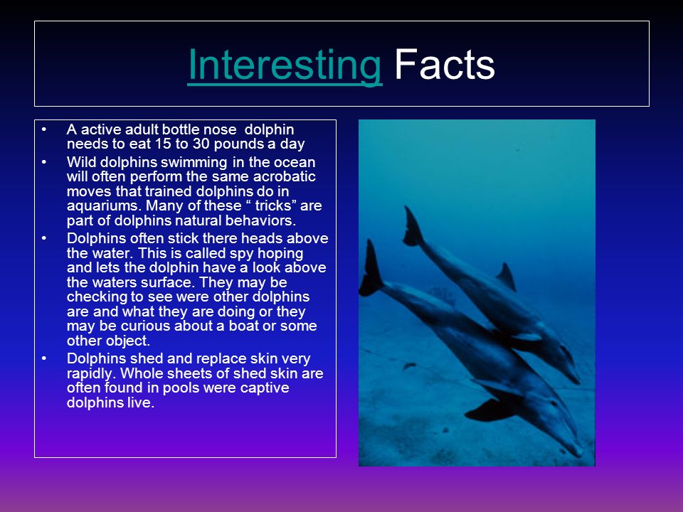 an essay about dolphins Unlike most editing & proofreading services, we edit for everything: grammar, spelling, punctuation, idea flow, sentence structure, & more get started now. an essay about dolphins Unlike most editing & proofreading services, we edit for everything: grammar, spelling, punctuation, idea flow, sentence structure, & more get started now.