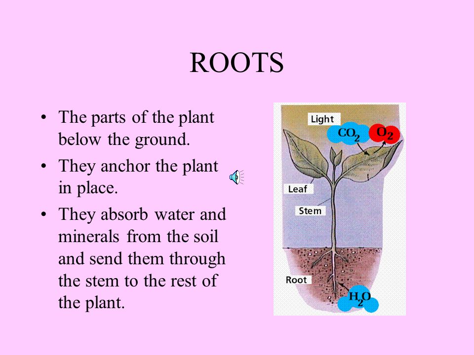 YUMMY PLANT PARTS ROOTS STEMS LEAVES FLOWERS FRUITS SEEDS