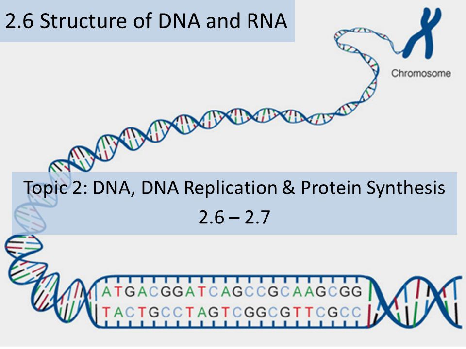 the role and structure of dna Nucleic acid structure refers to the structure of nucleic acids such as dna and rnachemically speaking, dna and rna are very similar nucleic acid structure is often divided into four different levels: primary, secondary, tertiary and quaternary. the role and structure of dna Nucleic acid structure refers to the structure of nucleic acids such as dna and rnachemically speaking, dna and rna are very similar nucleic acid structure is often divided into four different levels: primary, secondary, tertiary and quaternary.