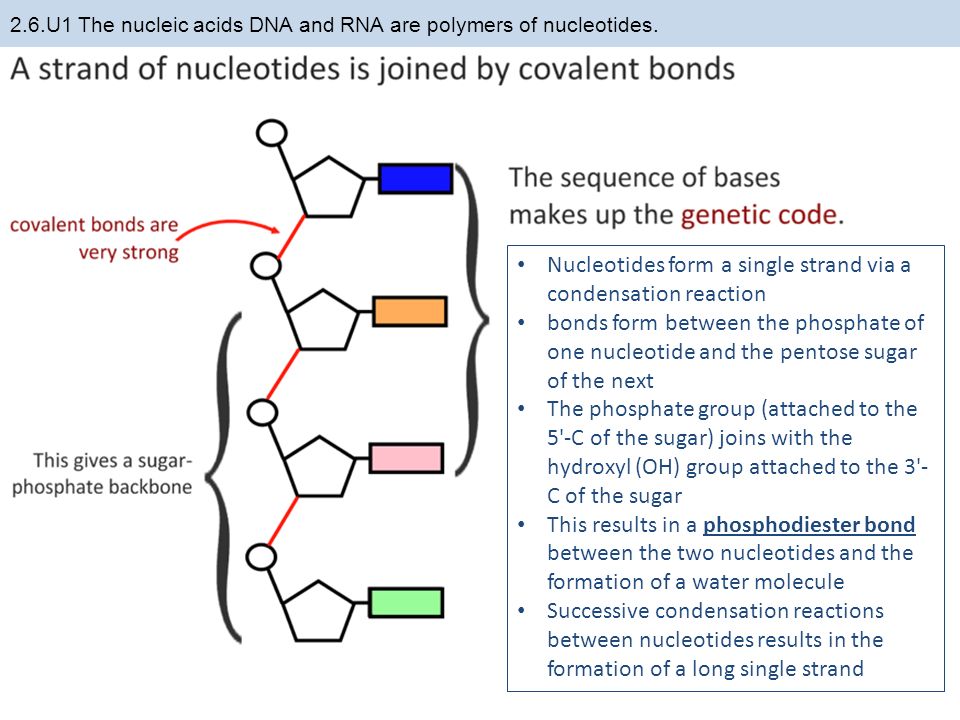 polymer reactions a dna paper very formal Dna: dna and its close dna is a very stable molecule when an enzyme stops working, a metabolic block can occur, when a reaction in cell doesn't happen. polymer reactions a dna paper very formal Dna: dna and its close dna is a very stable molecule when an enzyme stops working, a metabolic block can occur, when a reaction in cell doesn't happen.