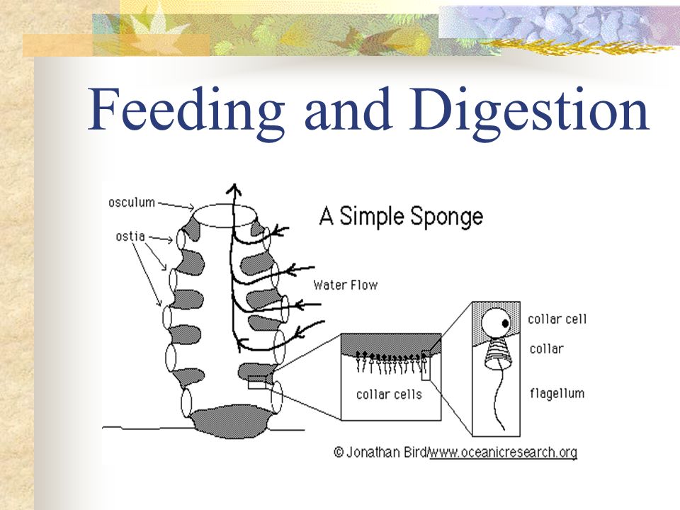 Feeding and Digestion   Filter feeders.