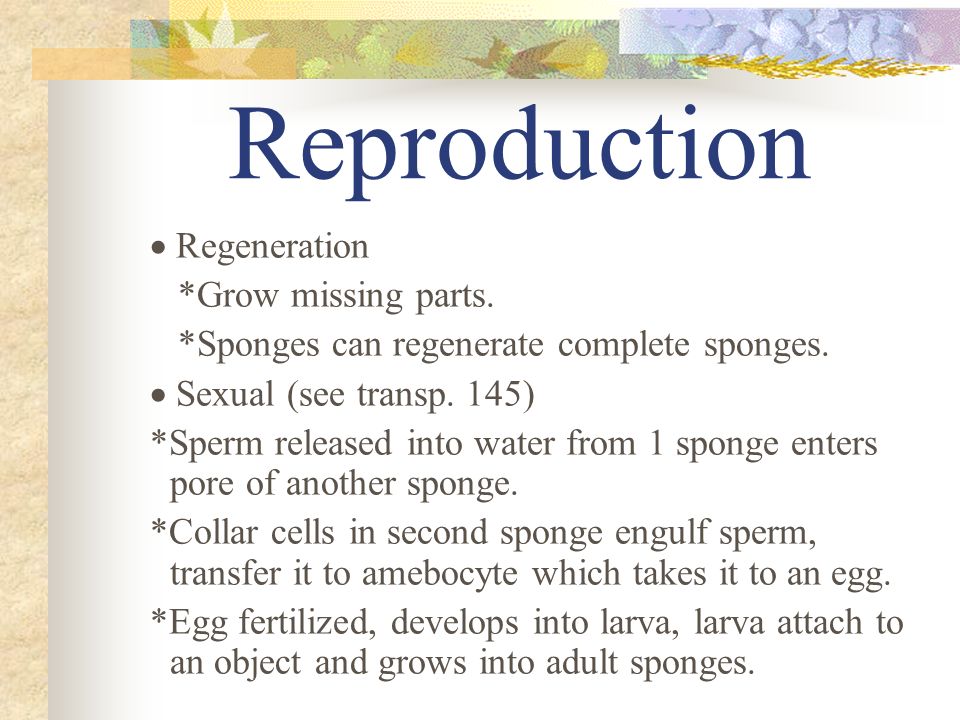 Reproduction  Asexual by buds. *Buds fall off and live separately.