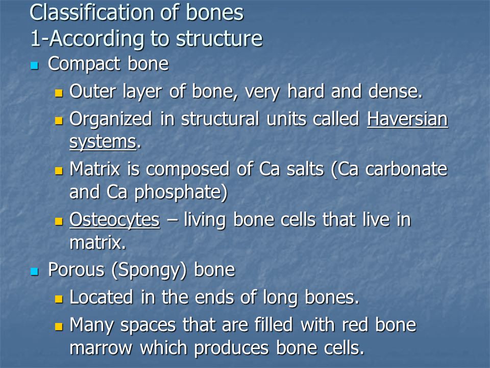 Fascinating Small Spaces In The Bone Where Osteocytes Are Located ... Fascinating Small Spaces In The Bone Where Osteocytes Are Located ...