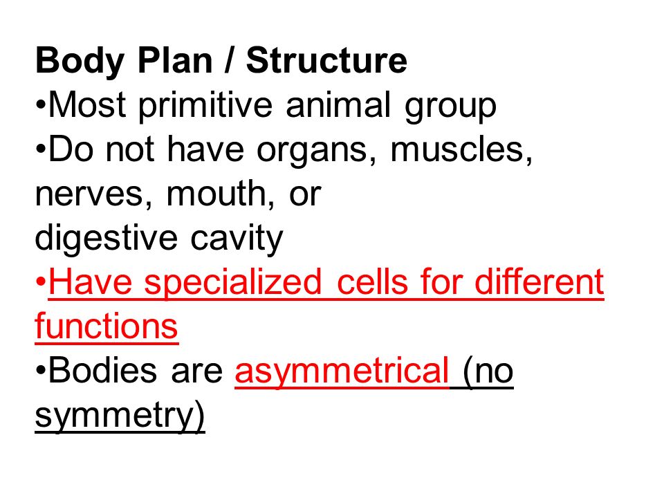 Body Plan / Structure Most primitive animal group Do not have organs, muscles, nerves, mouth, or digestive cavity Have specialized cells for different functions Bodies are asymmetrical (no symmetry)