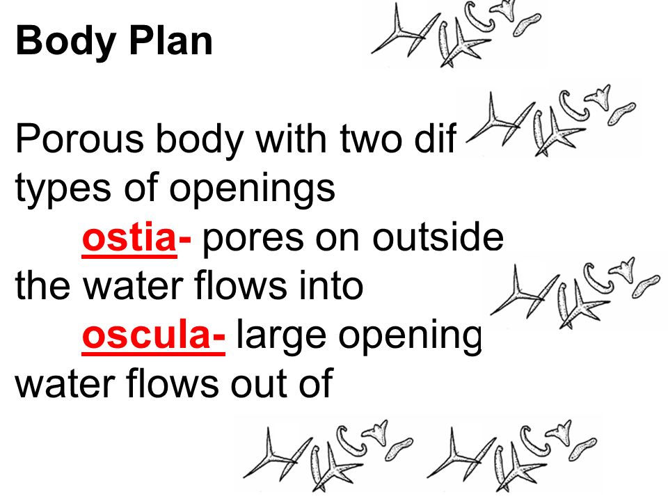 Body Plan Porous body with two different types of openings ostia- pores on outside the water flows into oscula- large opening water flows out of