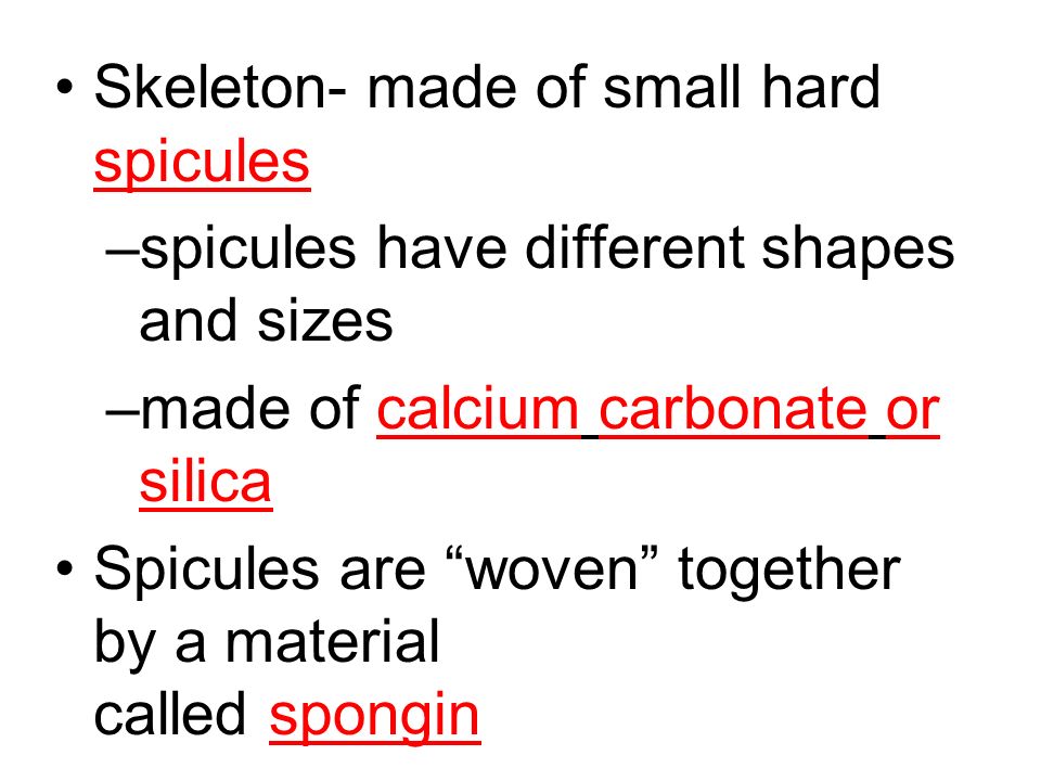 Skeleton- made of small hard spicules –spicules have different shapes and sizes –made of calcium carbonate or silica Spicules are woven together by a material called spongin