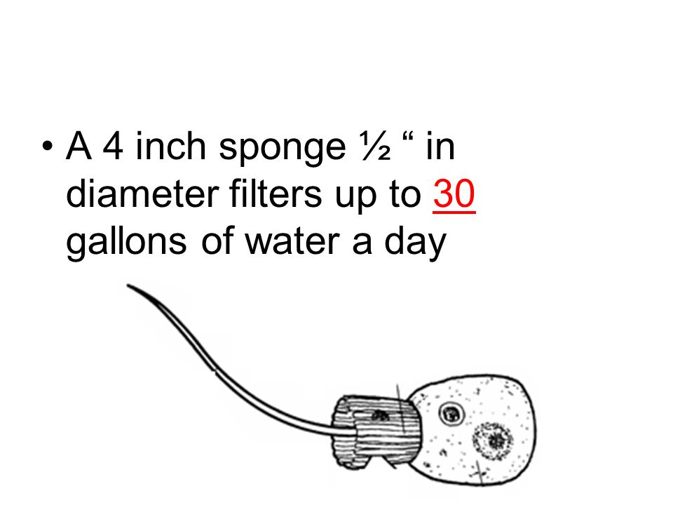 A 4 inch sponge ½ in diameter filters up to 30 gallons of water a day