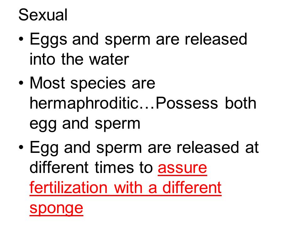 Sexual Eggs and sperm are released into the water Most species are hermaphroditic…Possess both egg and sperm Egg and sperm are released at different times to assure fertilization with a different sponge