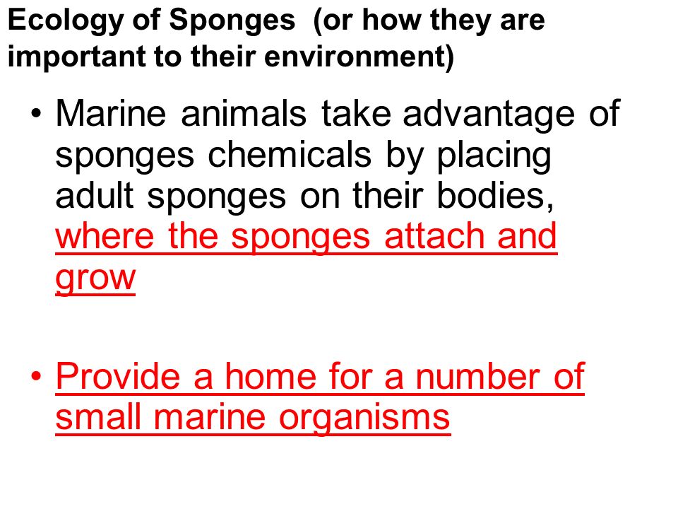Ecology of Sponges (or how they are important to their environment) Marine animals take advantage of sponges chemicals by placing adult sponges on their bodies, where the sponges attach and grow Provide a home for a number of small marine organisms