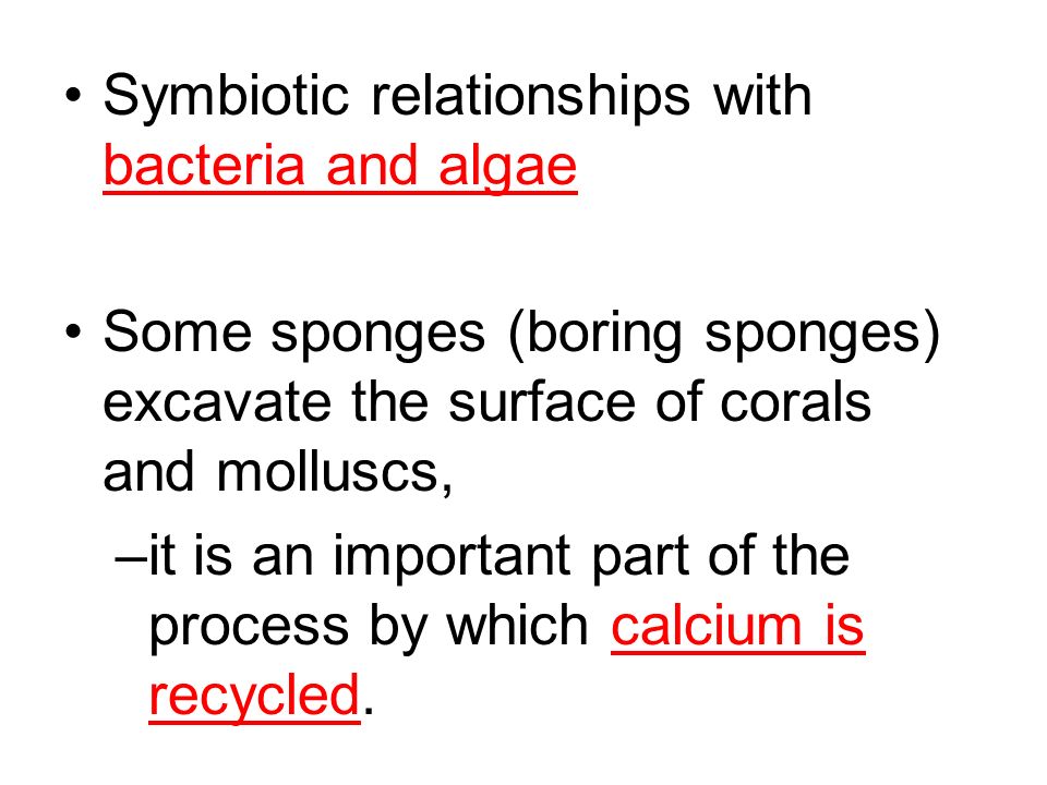 Symbiotic relationships with bacteria and algae Some sponges (boring sponges) excavate the surface of corals and molluscs, –it is an important part of the process by which calcium is recycled.