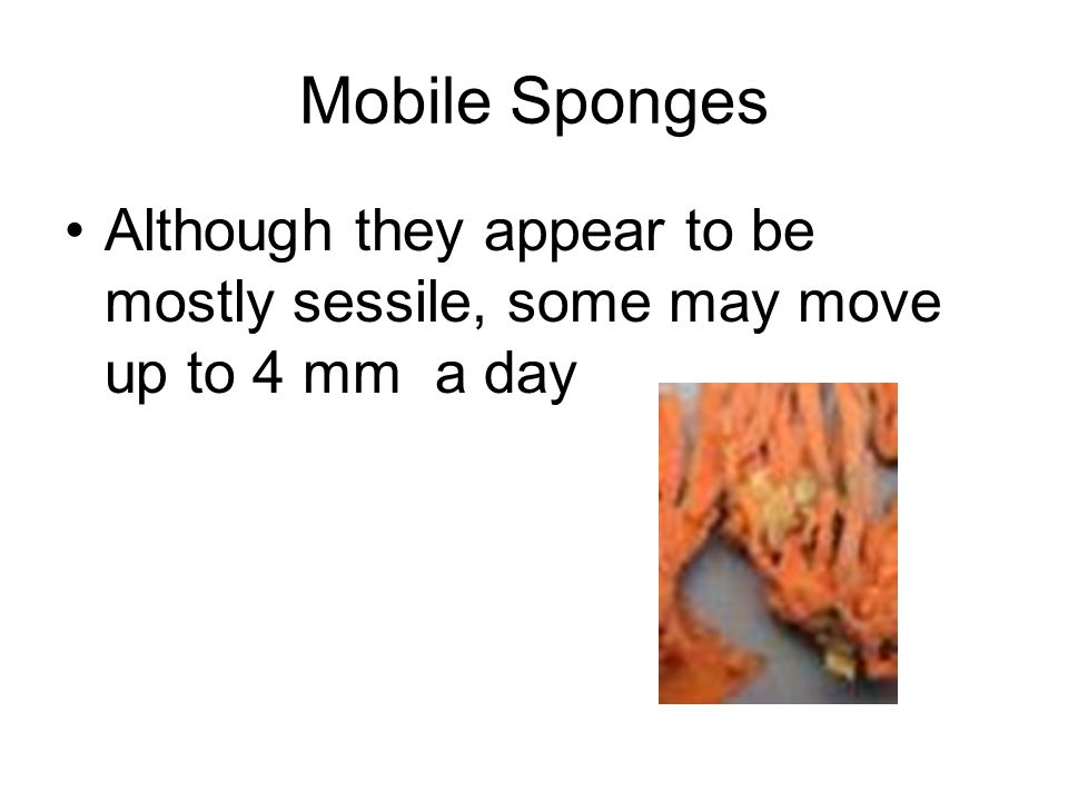 Mobile Sponges Although they appear to be mostly sessile, some may move up to 4 mm a day