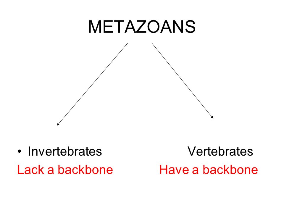 METAZOANS InvertebratesVertebrates Lack a backboneHave a backbone