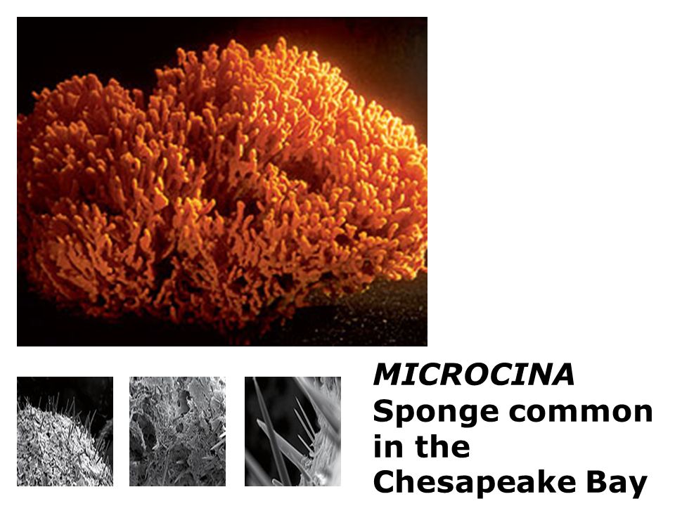 MICROCINA Sponge common in the Chesapeake Bay