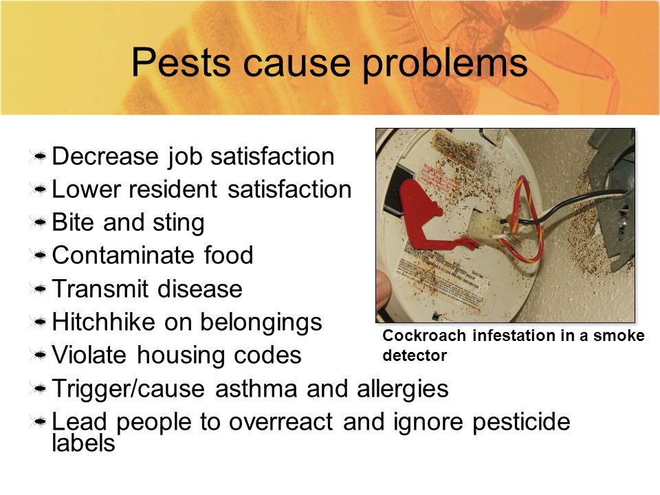 Pests cause problems Decrease job satisfaction Lower resident satisfaction Bite and sting Contaminate food Transmit disease Hitchhike on belongings Violate housing codes Trigger/cause asthma and allergies Lead people to overreact and ignore pesticide labels Cockroach infestation in a smoke detector