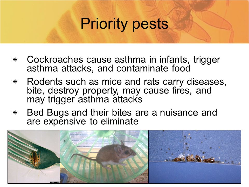 8 Priority pests Cockroaches cause asthma in infants, trigger asthma attacks, and contaminate food Rodents such as mice and rats carry diseases, bite, destroy property, may cause fires, and may trigger asthma attacks Bed Bugs and their bites are a nuisance and are expensive to eliminate