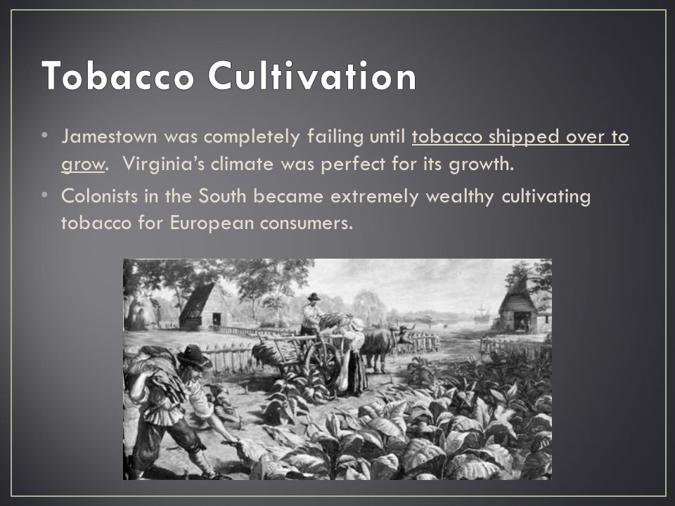 Jamestown was completely failing until tobacco shipped over to grow.