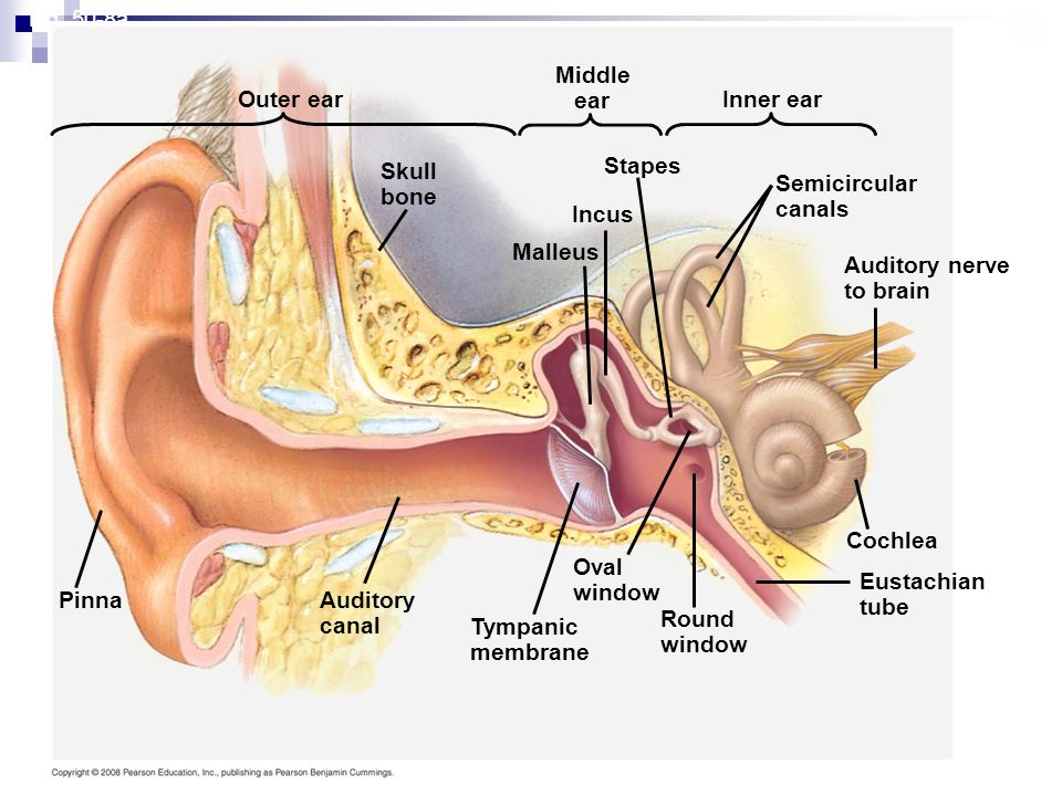 an overview of the human ear The bones in the middle ear couple the sound vibrations from the air to fluid vibrations in the cochlea of the inner ear human hair cells don’t grow back. an overview of the human ear The bones in the middle ear couple the sound vibrations from the air to fluid vibrations in the cochlea of the inner ear human hair cells don’t grow back.