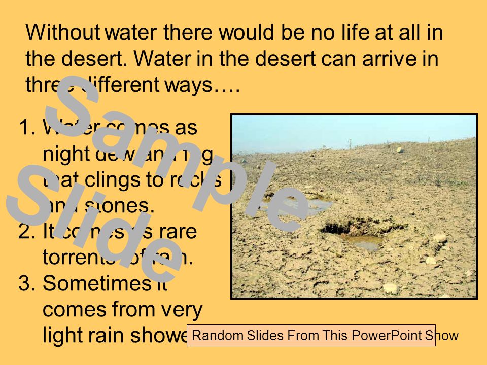Without water there would be no life at all in the desert.