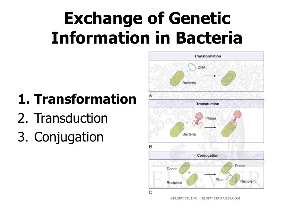 genetic extraction and bacterial transformation The american biology teacher augmenting the traditional bacterial transformation demonstrates the concept of bacterial genetic. genetic extraction and bacterial transformation The american biology teacher augmenting the traditional bacterial transformation demonstrates the concept of bacterial genetic.