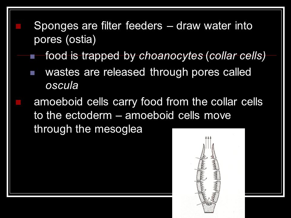 Sponges are filter feeders – draw water into pores (ostia) food is trapped by choanocytes (collar cells) wastes are released through pores called oscula amoeboid cells carry food from the collar cells to the ectoderm – amoeboid cells move through the mesoglea