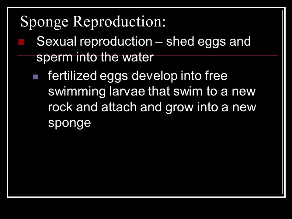 Sponge Reproduction: Sexual reproduction – shed eggs and sperm into the water fertilized eggs develop into free swimming larvae that swim to a new rock and attach and grow into a new sponge