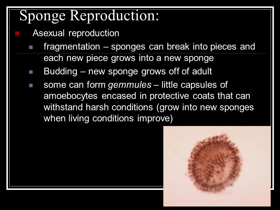 Sponge Reproduction: Asexual reproduction fragmentation – sponges can break into pieces and each new piece grows into a new sponge Budding – new sponge grows off of adult some can form gemmules – little capsules of amoebocytes encased in protective coats that can withstand harsh conditions (grow into new sponges when living conditions improve)