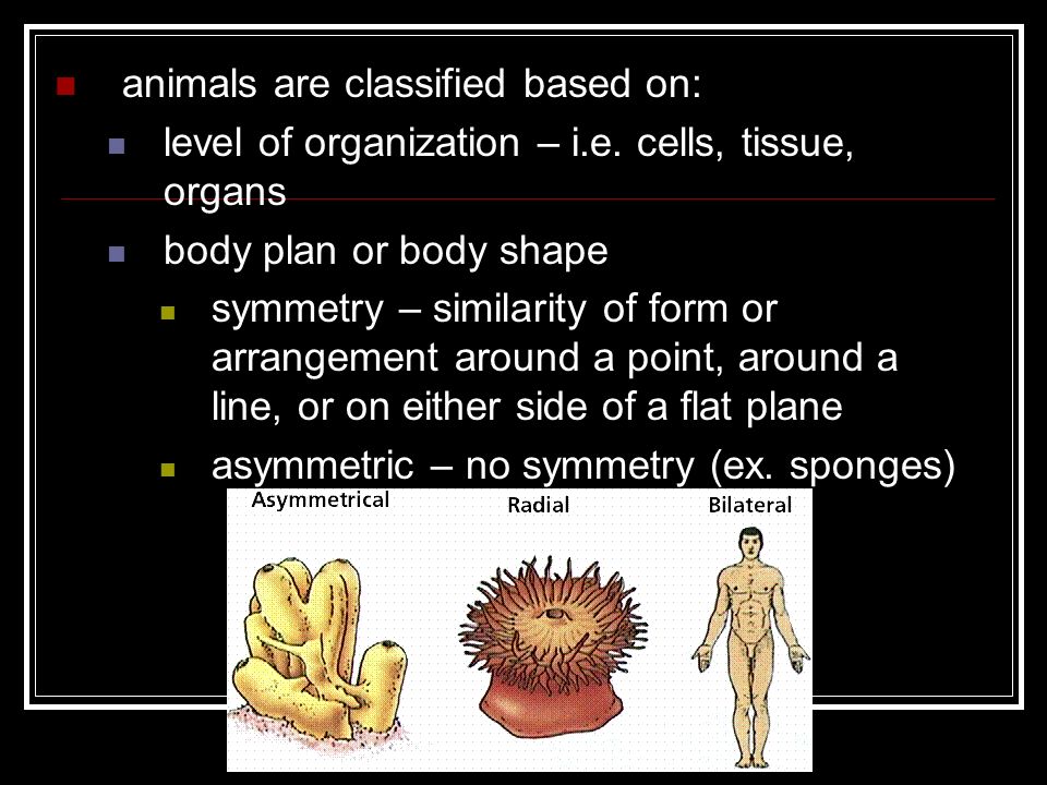 animals are classified based on: level of organization – i.e.