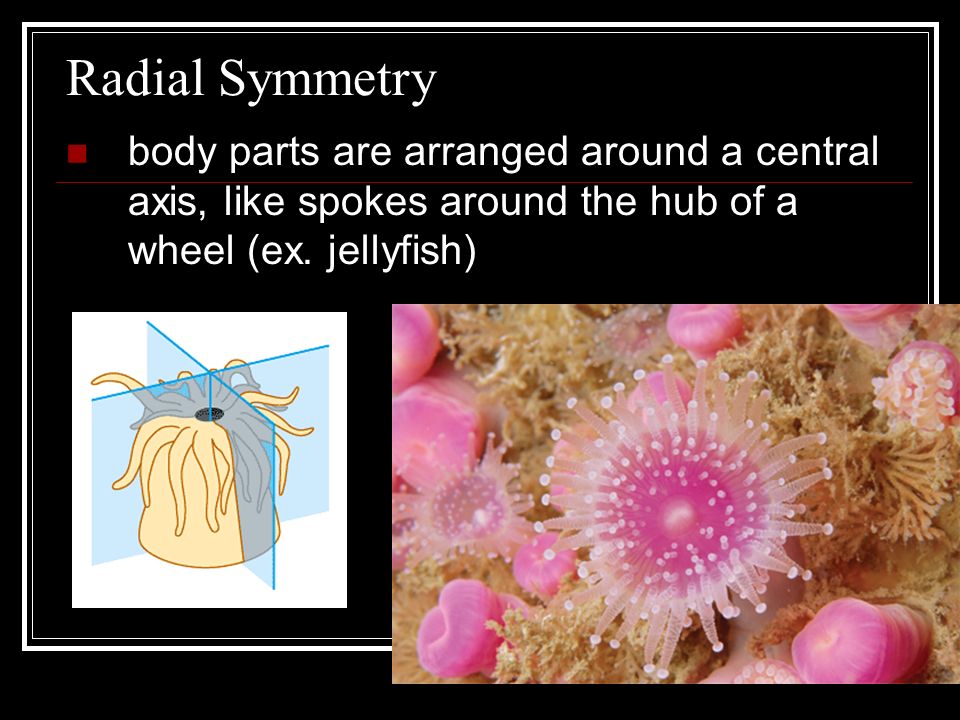 Radial Symmetry body parts are arranged around a central axis, like spokes around the hub of a wheel (ex.