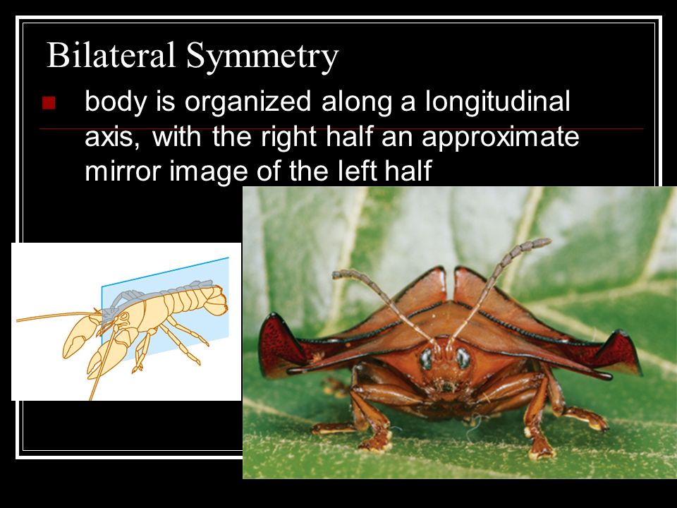 Bilateral Symmetry body is organized along a longitudinal axis, with the right half an approximate mirror image of the left half