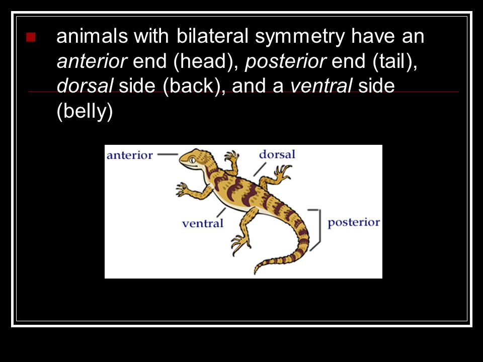 animals with bilateral symmetry have an anterior end (head), posterior end (tail), dorsal side (back), and a ventral side (belly)