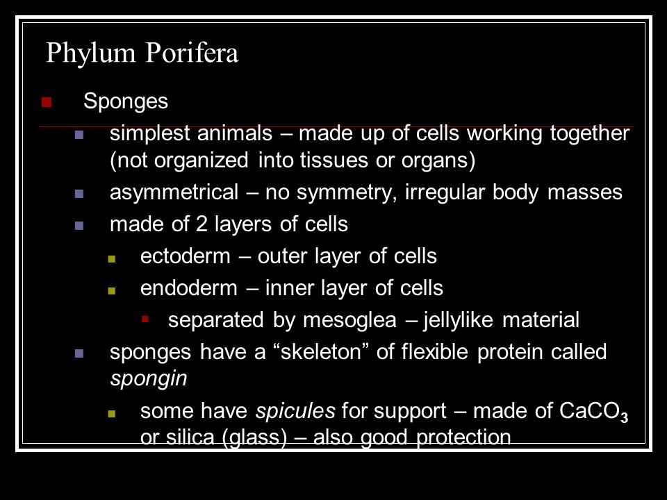 Phylum Porifera Sponges simplest animals – made up of cells working together (not organized into tissues or organs) asymmetrical – no symmetry, irregular body masses made of 2 layers of cells ectoderm – outer layer of cells endoderm – inner layer of cells  separated by mesoglea – jellylike material sponges have a skeleton of flexible protein called spongin some have spicules for support – made of CaCO 3 or silica (glass) – also good protection