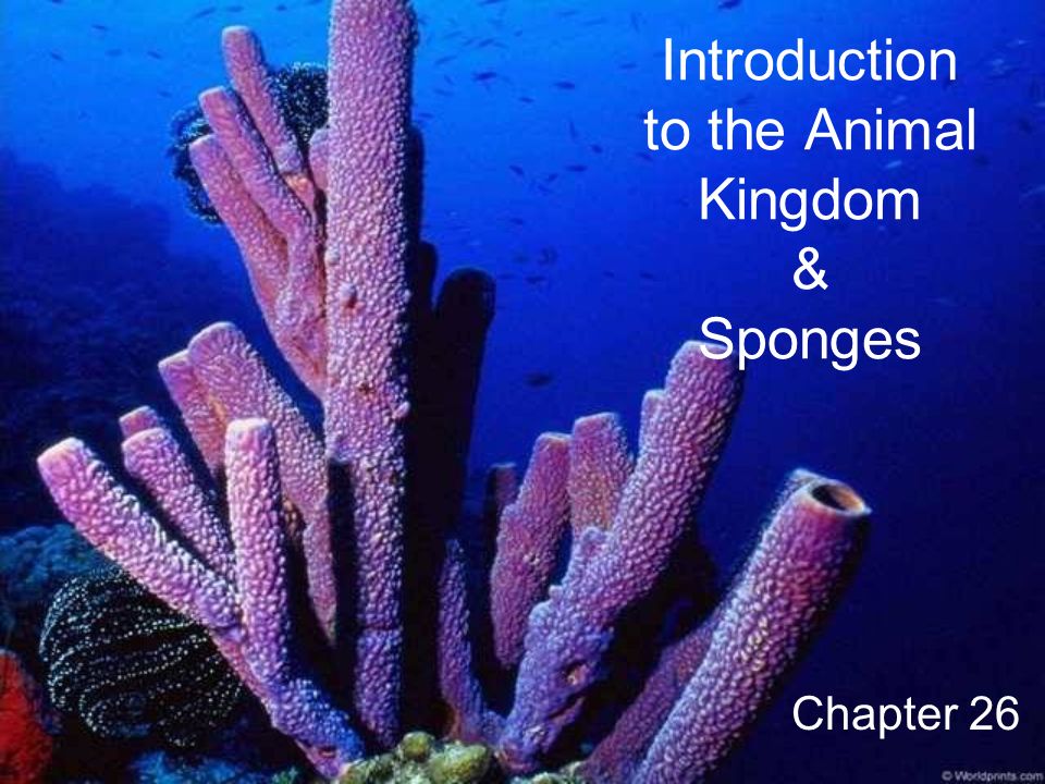 Introduction to the Animal Kingdom & Sponges Chapter 26